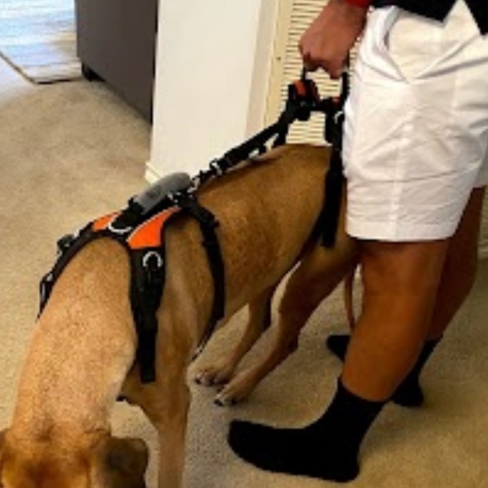 Female Dog Assistance Harness - Medium